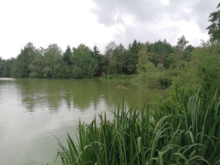 Greenish lake surrounded by a lush green forest, with ducks swimming alongside their ducklings. A peaceful, natural scene of wildlife and serene water.