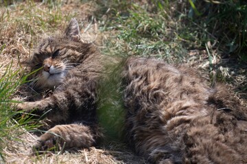 The Scottish Wildcat (Felis silvestris silvestris).