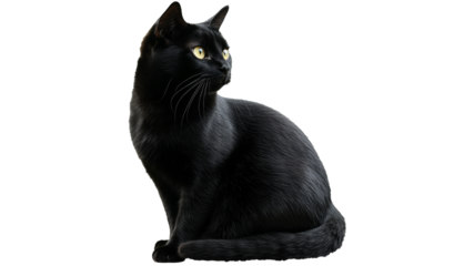 Black cat sitting gracefully in profile view