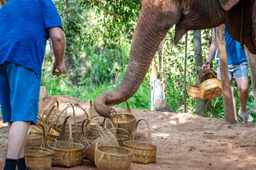 Krabi, thailand - Dec 24 2024: feeding elephants in Thailand 