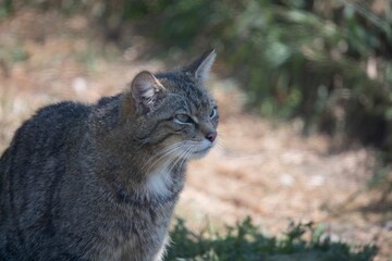 The Scottish Wildcat (Felis silvestris silvestris).