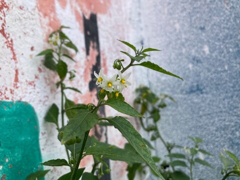 Solanum douglasii, commonly known as Douglas' nightshade, is a member of the Solanaceae family. It is native to subtropical regions and is an annual plant. It typically grows in open, sunny areas and 