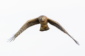 Northern Harrier cruises in for a closer look. 