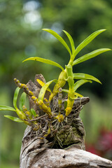 small flowerless orchid lodged in a piece of tree trunk