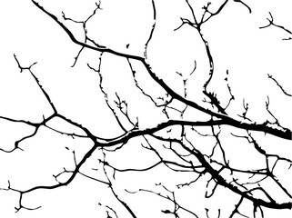 fotografia en negativo vector, textura y claridad.