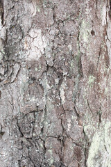 tree bark natural background texture