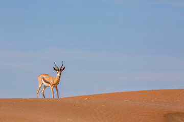 Springbok on Red Dunes