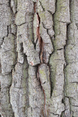 tree bark natural background texture