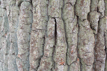 tree bark natural background texture