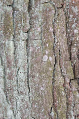 tree bark natural background texture