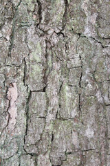 tree bark natural background texture