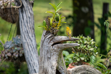 small male canary perched on tree trunk next to orchid