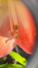 red and yellow lily