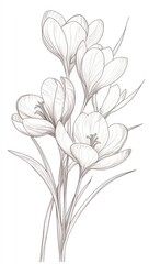 Delicate pencil sketch of four crocus flowers.