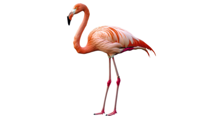 Graceful pink flamingo in bright scene