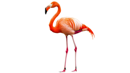 Bright flamingo stands elegantly on one leg