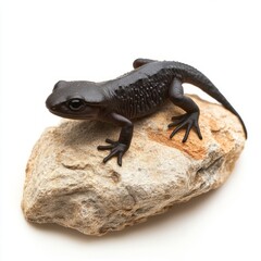 Naklejka premium Salamander Resting on a Rock