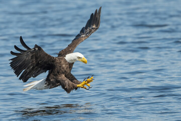 A Bald Eagle prepares to grab a Catfish. 