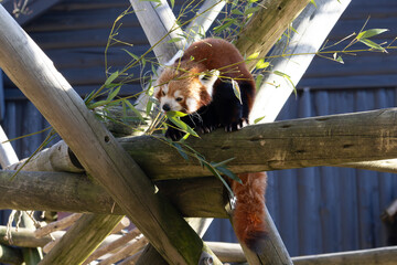 Striking red panda with vibrant fur