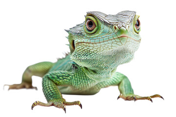 Obraz premium Detailed look at a vibrant green lizard