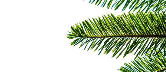 Close up of Norfolk Island pine leaves against the sky. with copy space image. Place for adding text or design