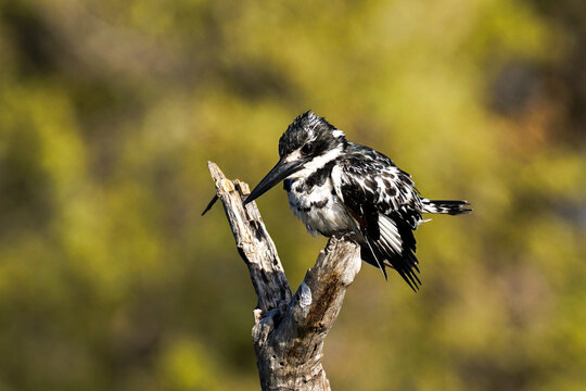 Scruffy-looking pied kingfisher, Khwai nature reserve, Botswana
