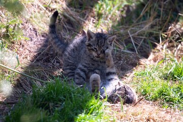 Scottish Wildcat (Felis silvestris silvestris) kitten. 