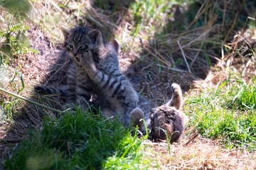 Scottish Wildcat (Felis silvestris silvestris) kitten. 