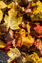 Red orange and yellow tree leaves on asphalt..
