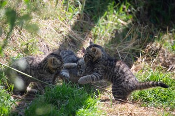 Scottish Wildcat (Felis silvestris silvestris) kitten. 