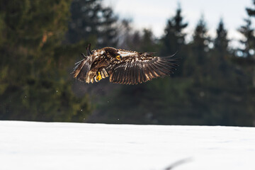 White-tailed eagle (Haliaeetus albicilla) flight over the snow in front of the forest