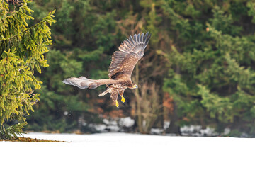 White-tailed eagle (Haliaeetus albicilla) flight in the wilderness