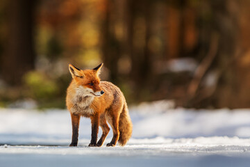 male red fox (Vulpes vulpes) in the rays of the low sun