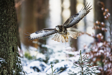 common buzzard (Buteo buteo) in a snowy landscape