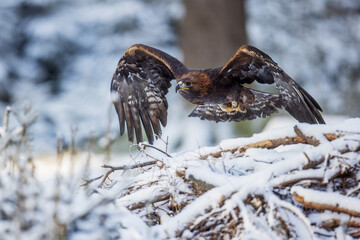 male golden eagle (Aquila chrysaetos) low flight over snow