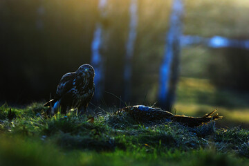 common buzzard (Buteo buteo) in the sunset against the backdrop of the forest