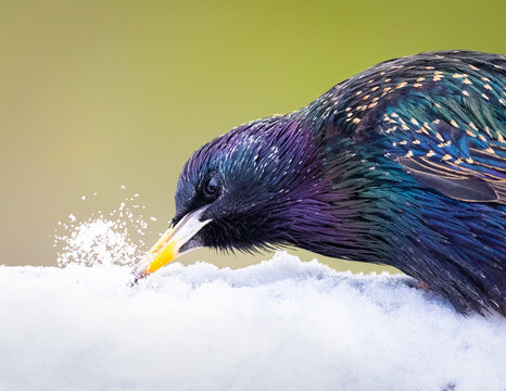 A European Starling On The Snow