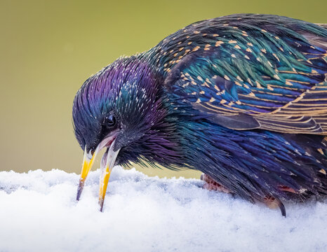 A European Starling On The Snow