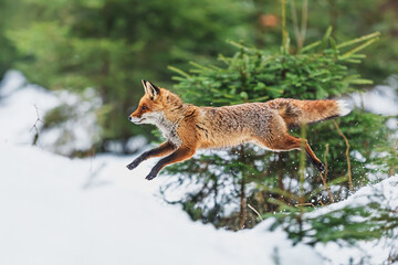 male red fox (Vulpes vulpes) jump in the forest with snow