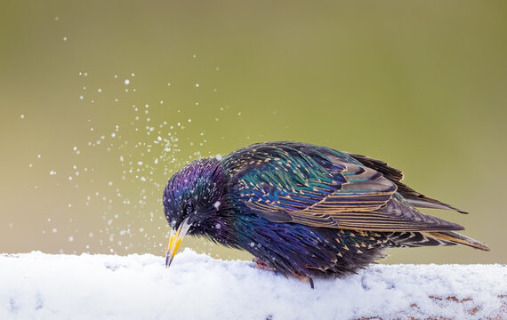 A European Starling On The Snow