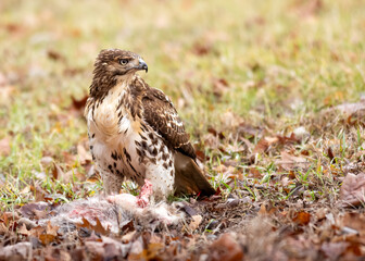 Obraz premium Red-tailed Hawk Eating Prey