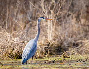 Great Blue Heron