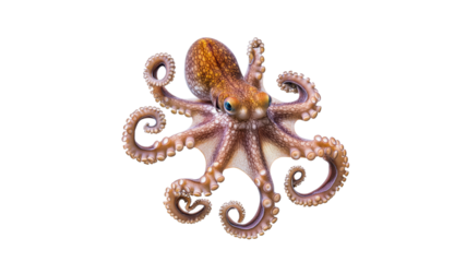 Octopus displaying vibrant colors underwater