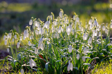 Selective focus of small white flowers in the garden, Galanthus nivalis growing on the ground,...