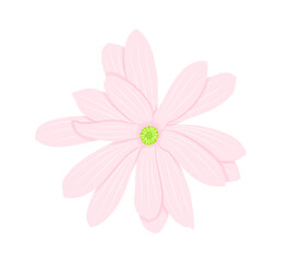 magnolia flower isolated on white background