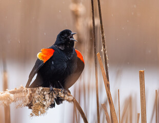 Red-winged Blackbird