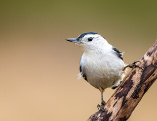White-breasted Nuthatch