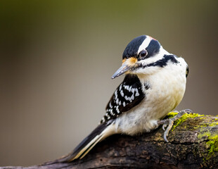 Hairy Woodpecker
