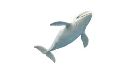 Unique white whale swimming in clear waters
