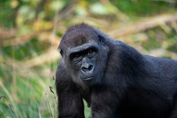The Western Lowland Gorilla (Gorilla gorilla gorilla).